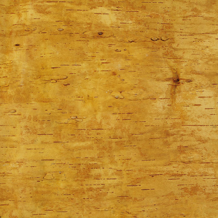 Écorce de bouleau, 35 x 20 cm