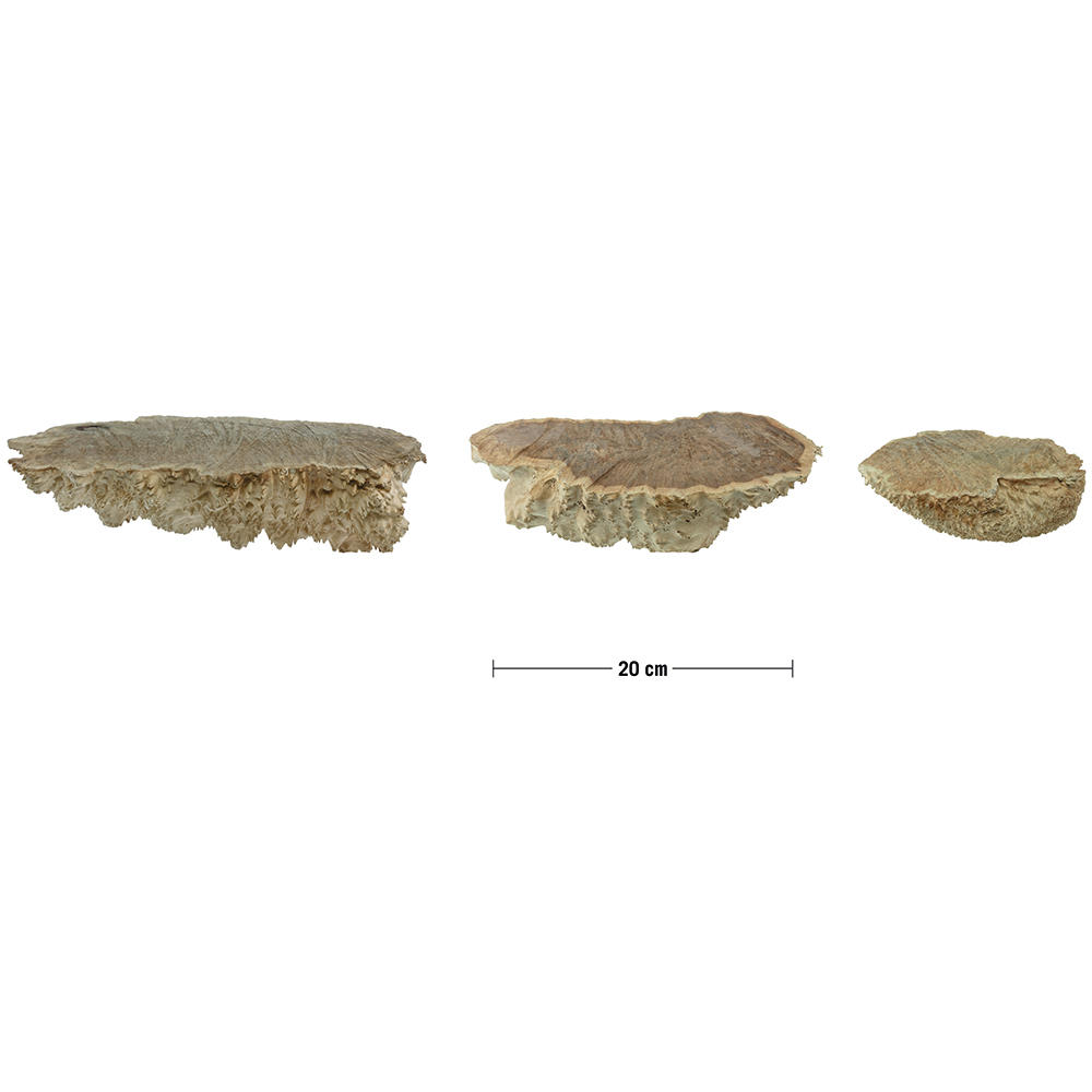 Goldfield Burls, 1-2 kg