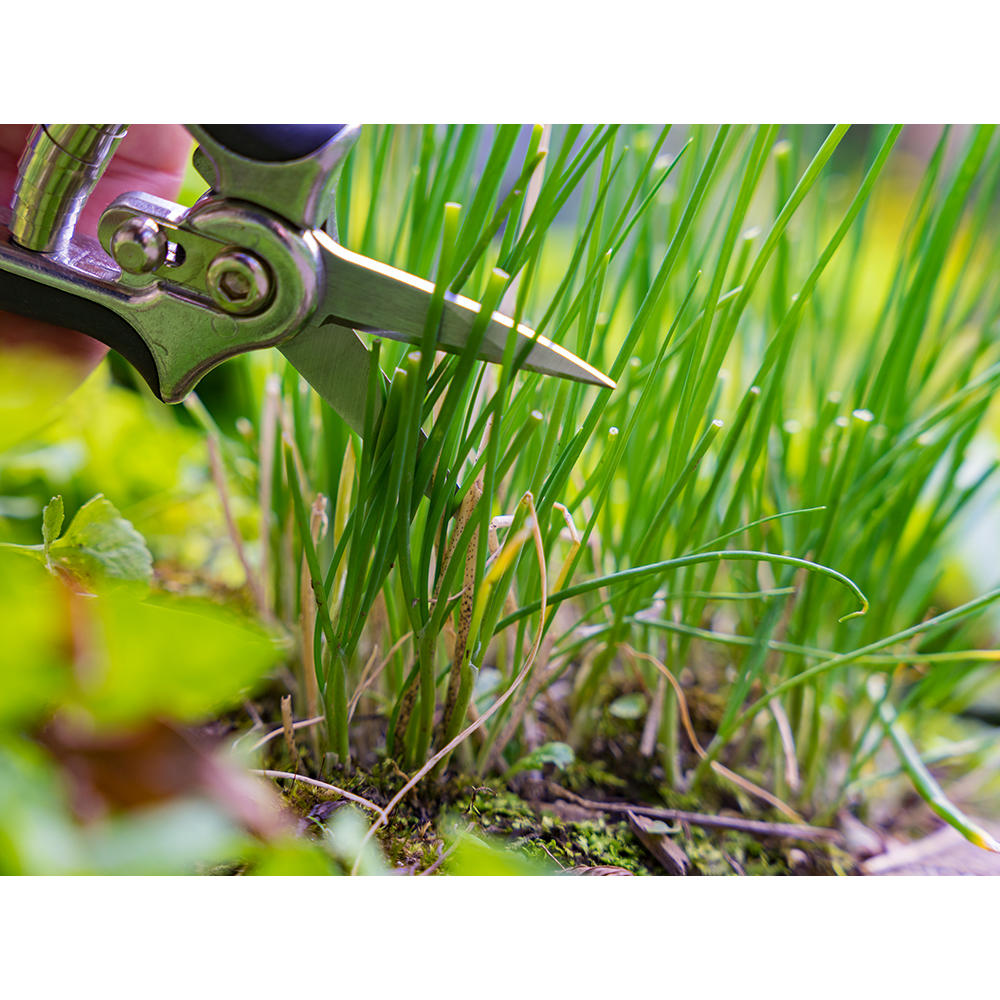 Mini-sécateur de jardin