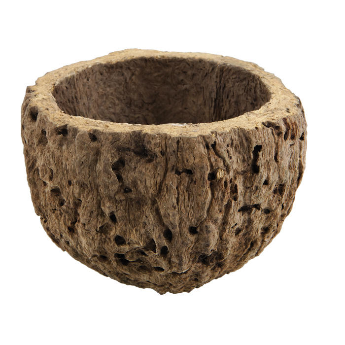 Brazil Nut Shell