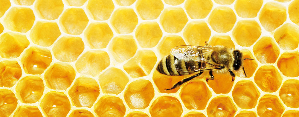 EW_Bienenwachs EW_Bienenwachs