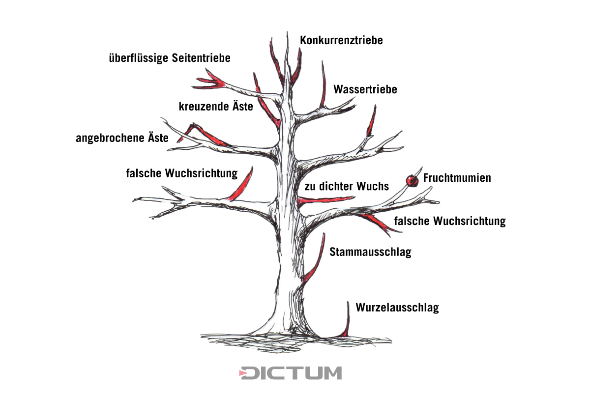 Baumschnitt1_beschriftet_HR Baumschnitt1_beschriftet_HR