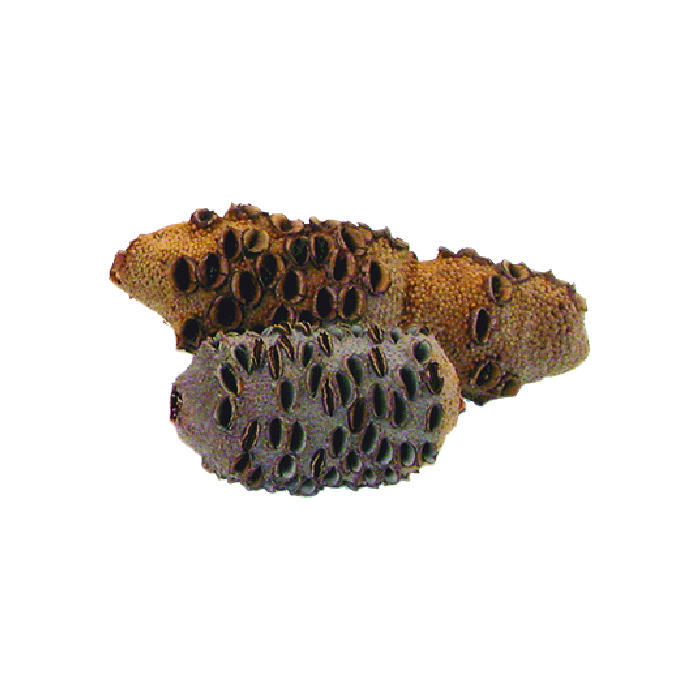 Banksia Cones, Size 2, 651-1000 g