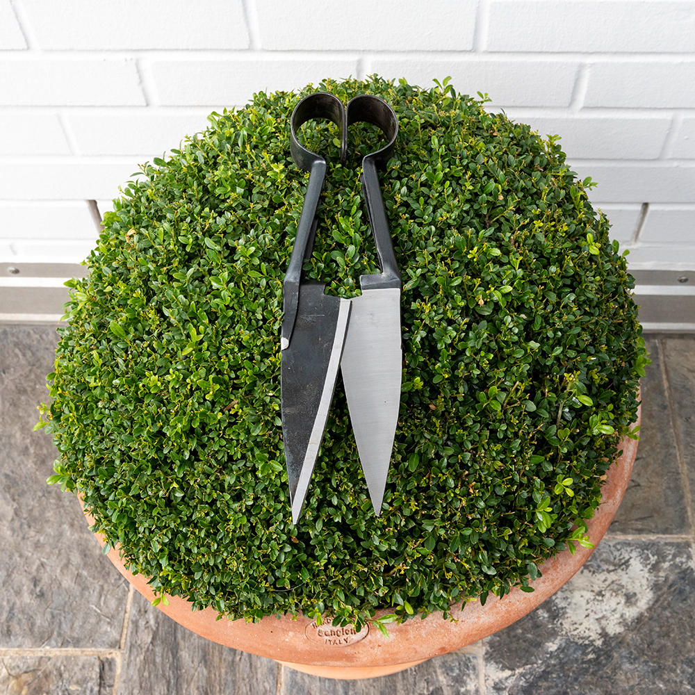 Sheep Shears