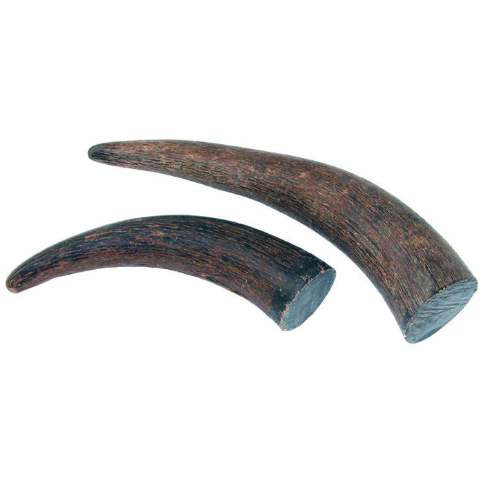 Segment de pointe de corne de buffle, 181-250 g