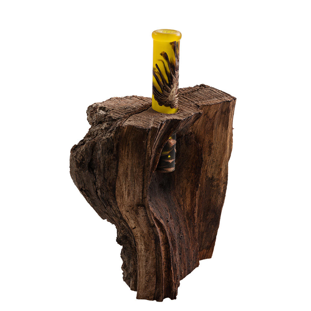 Mountain Pine Cone, Stabilised