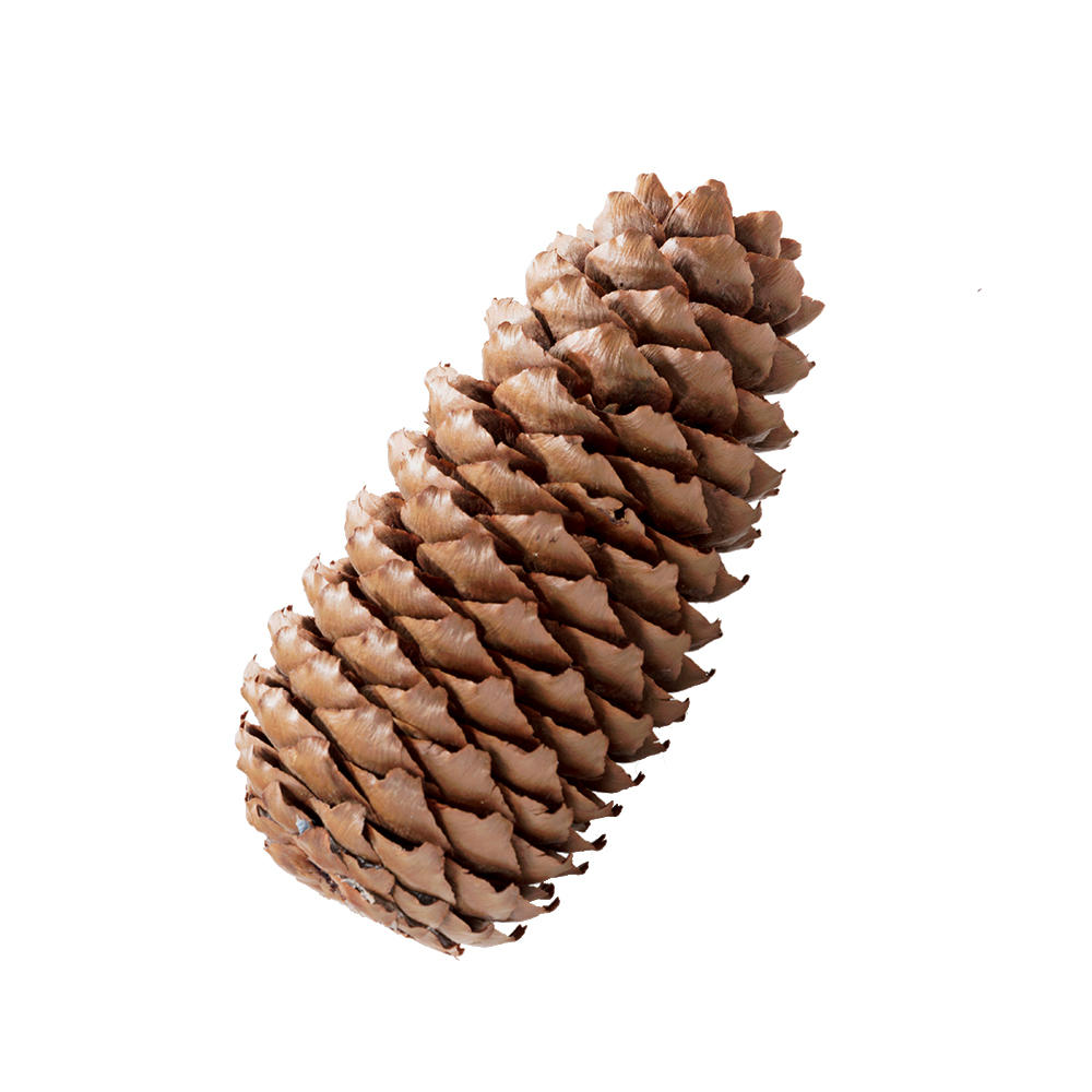 Fir Cone, Stabilised