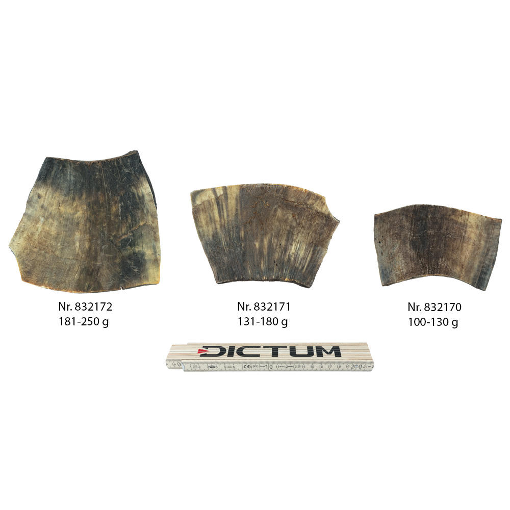 Plaque de corne de vache, 100-130 g