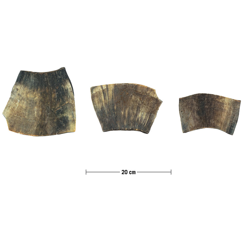 Plaque de corne de vache, 131-180 g