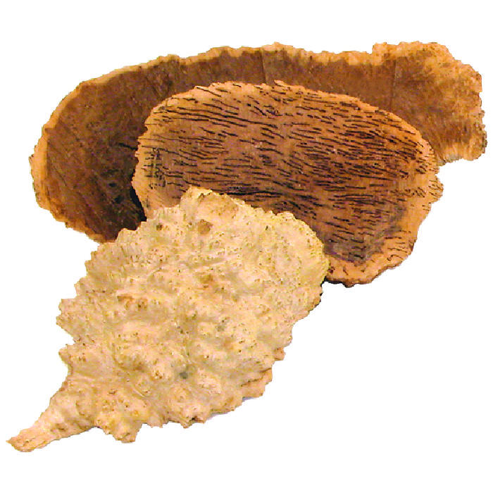 Goldfield Burls, 5-6 kg