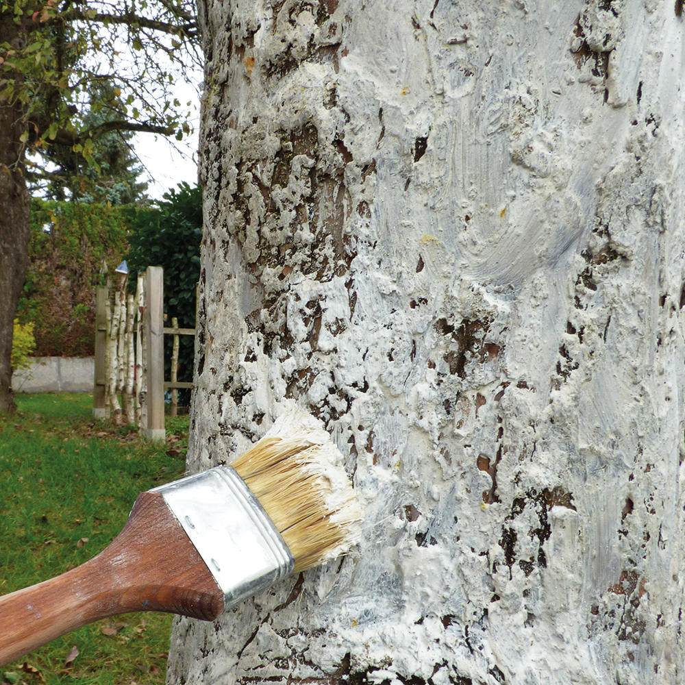 Schacht White-Wash Paste for Fruit Trees, 1.5 kg