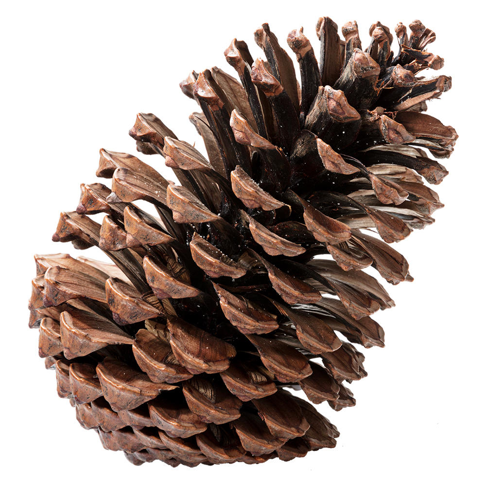 Pine Cone, Stabilised