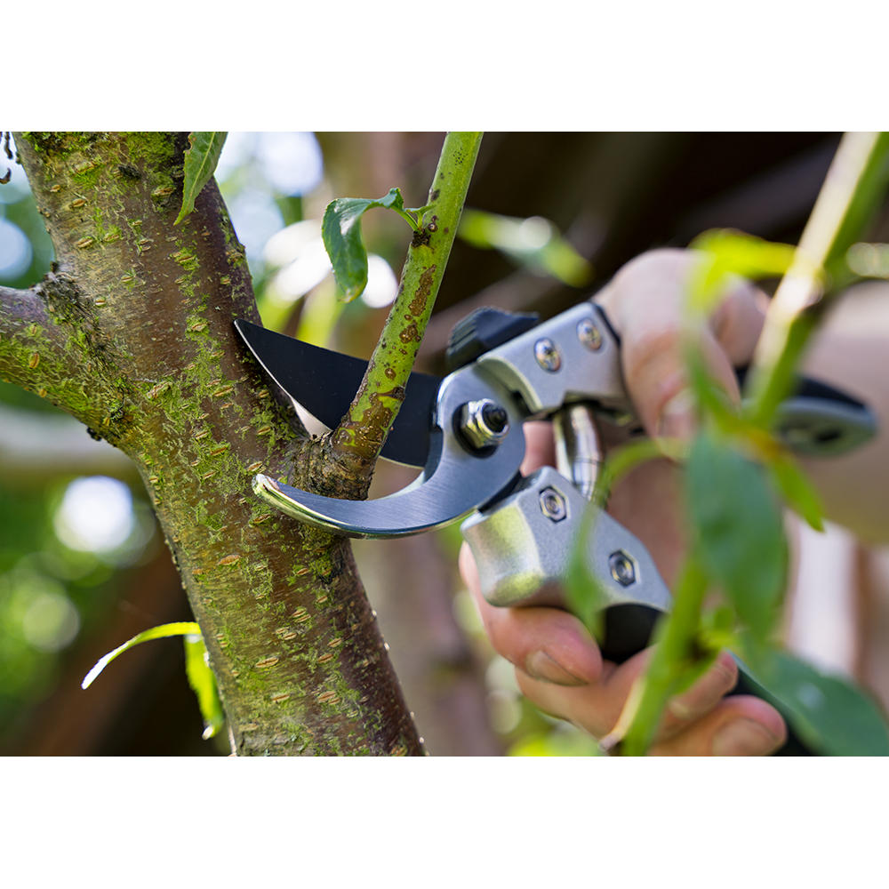 Pruning Shears